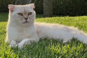 Alerte Disparition Chat  Mâle , 6 ans Prangins Suisse