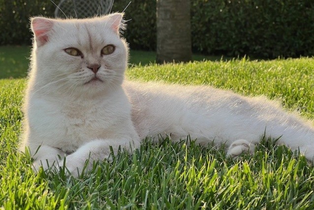 Alerte Disparition Chat  Mâle , 6 ans Prangins Suisse