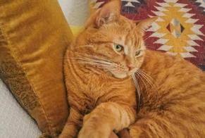 Alerte Disparition Chat croisement  Mâle , 3 ans Fribourg Suisse