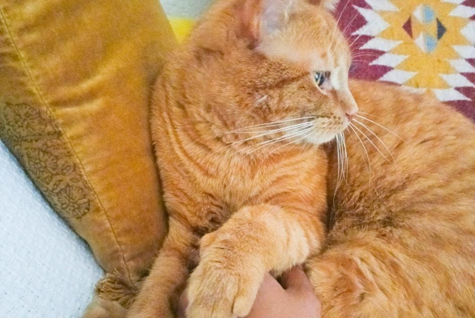 Alerte Disparition Chat croisement  Mâle , 3 ans Fribourg Suisse