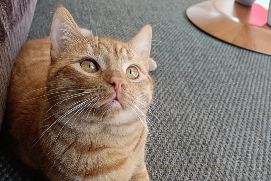 Alerte Disparition Chat croisement  Mâle , 3 ans Fribourg Suisse