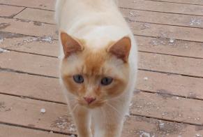 Alerte Disparition Chat croisement  Mâle , 3 ans Puidoux Suisse