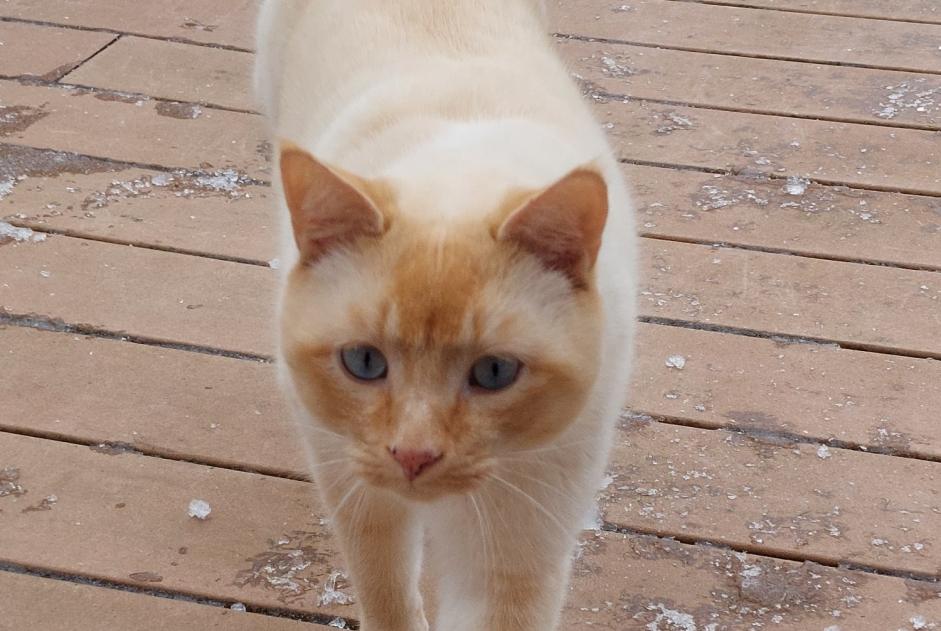 Alerte Disparition Chat croisement  Mâle , 3 ans Puidoux Suisse