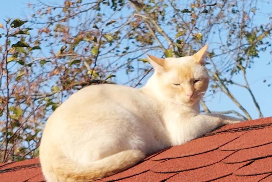 Alerte Disparition Chat croisement  Mâle , 3 ans Puidoux Suisse