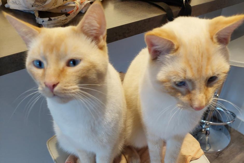Alerte Disparition Chat croisement  Mâle , 3 ans Puidoux Suisse