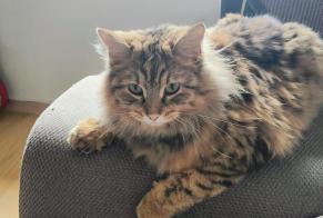 Alerte Disparition Chat croisement  Femelle , 1 ans Etoy Suisse