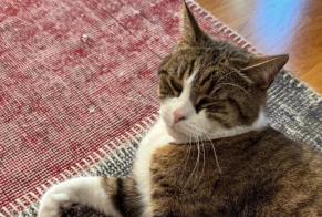Alerte Disparition Chat  Mâle , 0 ans Ecublens Suisse
