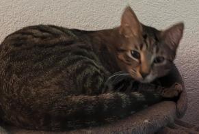 Alerte Disparition Chat croisement  Mâle , 1 ans Val-d'Illiez Suisse