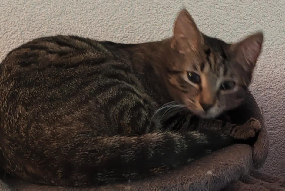 Alerte Disparition Chat croisement  Mâle , 1 ans Val-d'Illiez Suisse