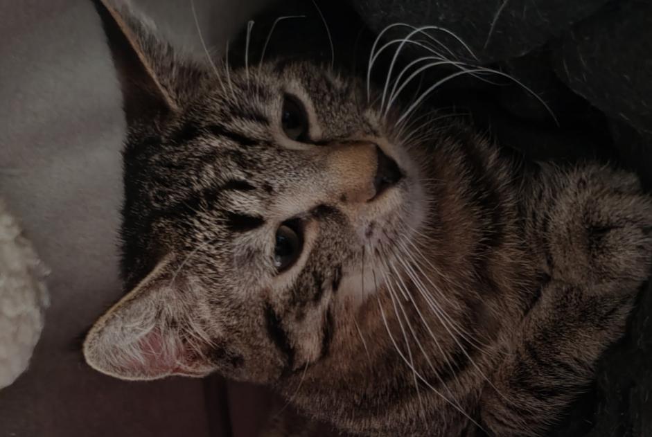 Alerte Disparition Chat croisement  Mâle , 1 ans Val-d'Illiez Suisse