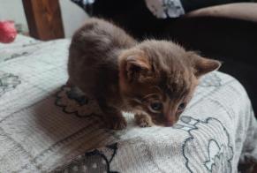 Alerte Découverte Chat Mâle Frenières-sur-Bex Suisse