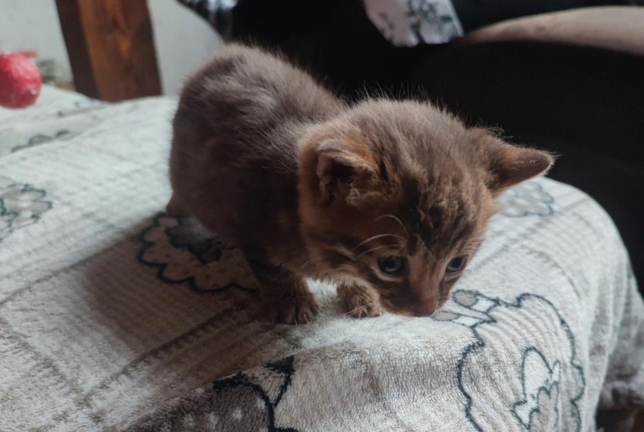 Alerte Découverte Chat Mâle Frenières-sur-Bex Suisse