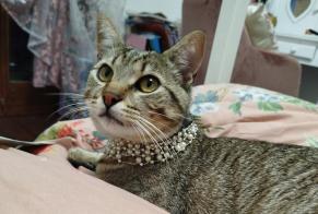 Alerte Disparition Chat Mâle , 1 ans La Tour-de-Peilz Suisse