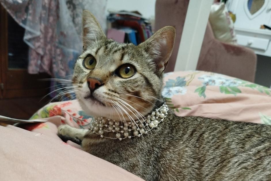 Alerte Disparition Chat Mâle , 1 ans La Tour-de-Peilz Suisse