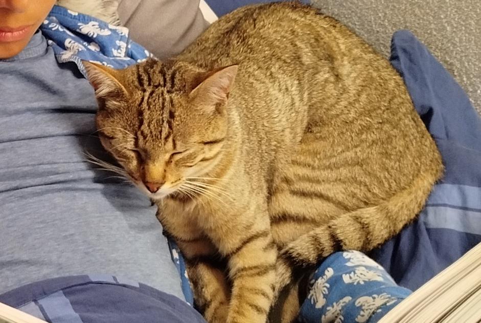 Alerte Disparition Chat Mâle , 1 ans La Tour-de-Peilz Suisse