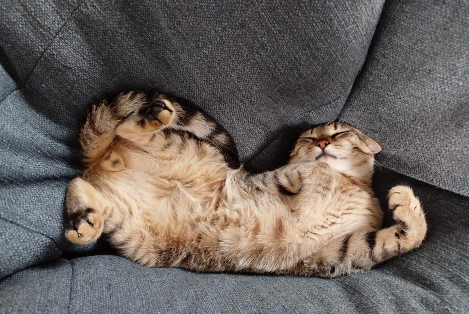 Alerte Disparition Chat Mâle , 1 ans La Tour-de-Peilz Suisse
