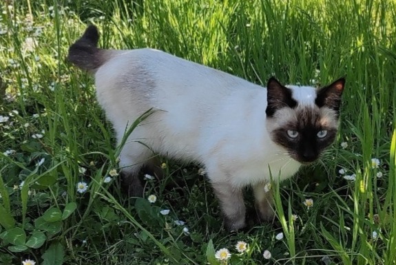 Alerte Disparition Chat  Mâle , 1 ans Saubraz Suisse