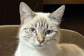 Alerte Disparition Chat croisement  Femelle , 1 ans Vétroz Suisse