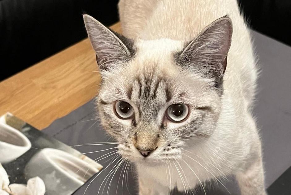 Alerte Disparition Chat croisement  Femelle , 1 ans Vétroz Suisse