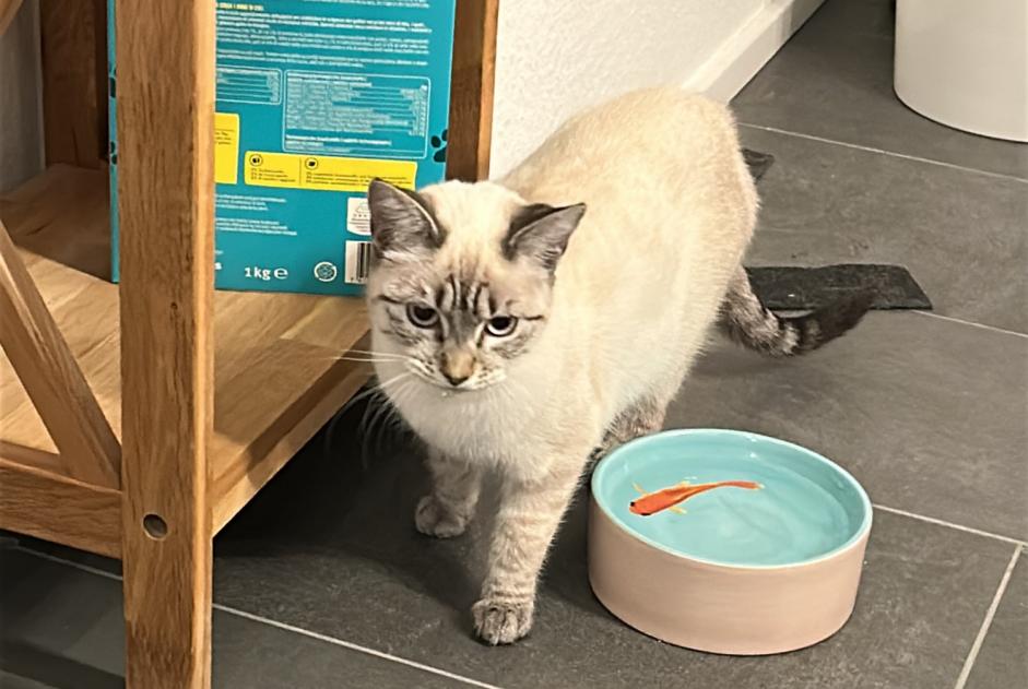 Alerte Disparition Chat croisement  Femelle , 1 ans Vétroz Suisse