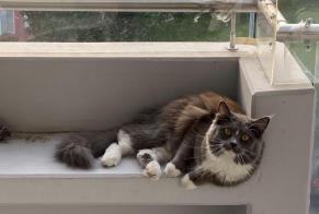 Alerte Disparition Chat  Femelle , 3 ans Vevey Suisse