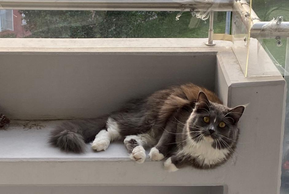 Alerte Disparition Chat  Femelle , 3 ans Vevey Suisse