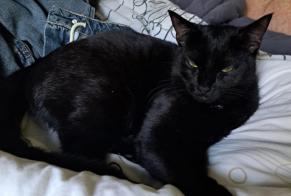 Alerte Disparition Chat  Mâle , 1 ans Fribourg Suisse