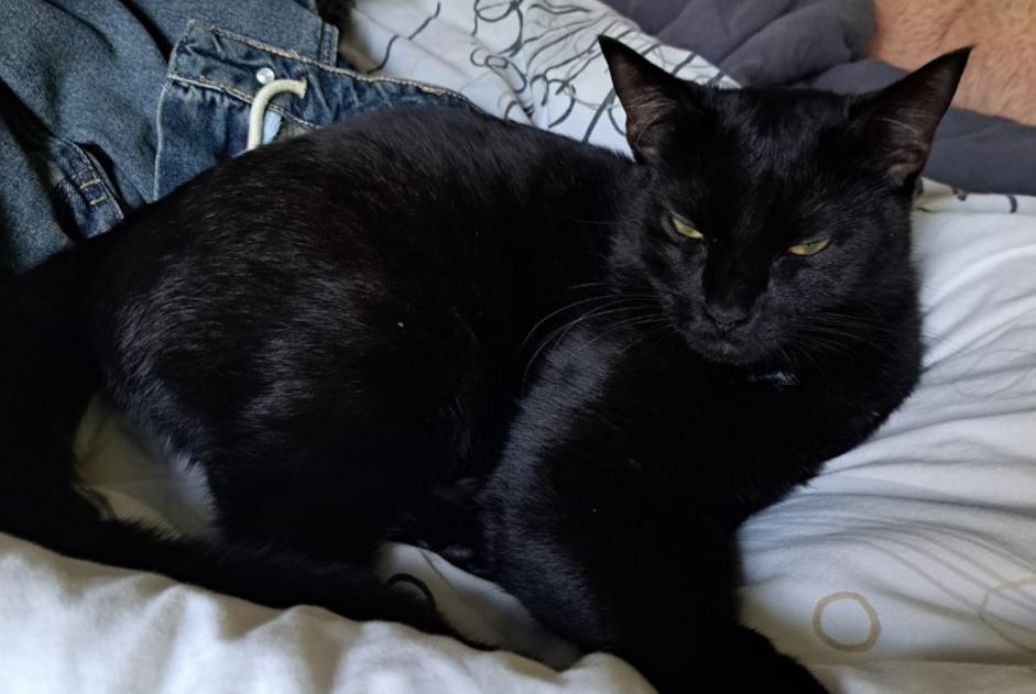 Alerte Disparition Chat  Mâle , 1 ans Fribourg Suisse