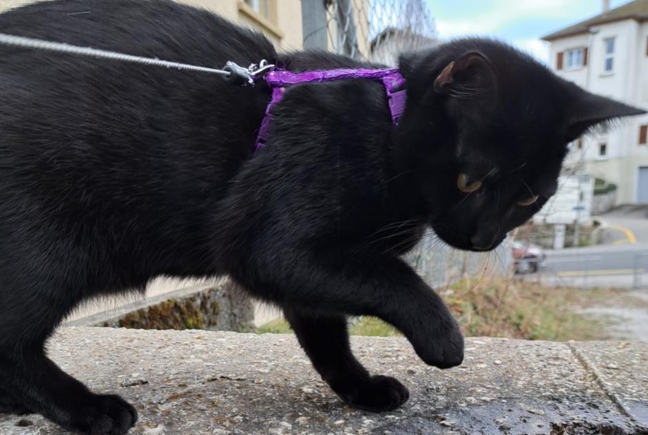Alerte Disparition Chat  Mâle , 1 ans Fribourg Suisse