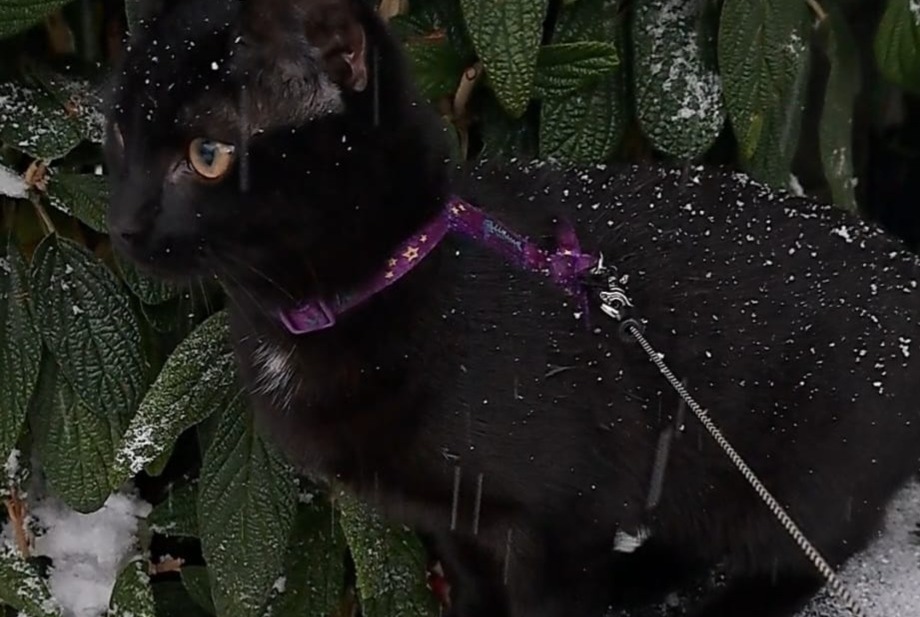 Alerte Disparition Chat  Mâle , 1 ans Fribourg Suisse