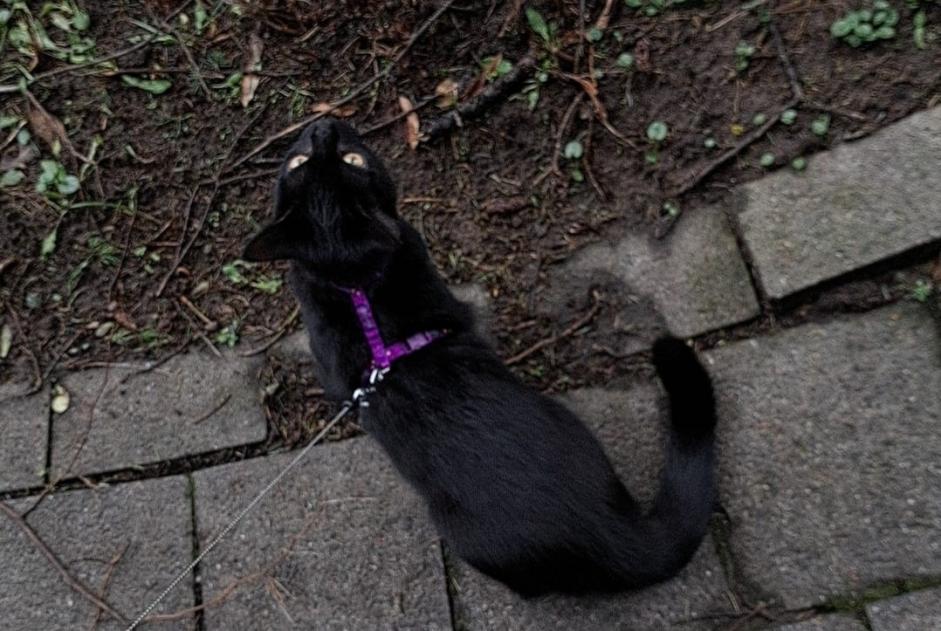 Alerte Disparition Chat  Mâle , 1 ans Fribourg Suisse