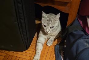 Alerte Découverte Chat Inconnu Lausanne Suisse