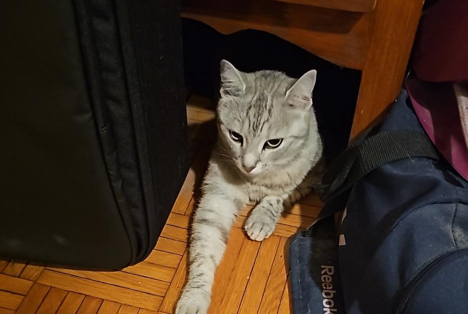Alerte Découverte Chat Inconnu Lausanne Suisse