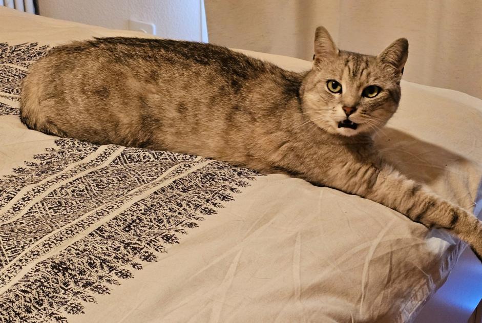 Alerte Découverte Chat Inconnu Lausanne Suisse