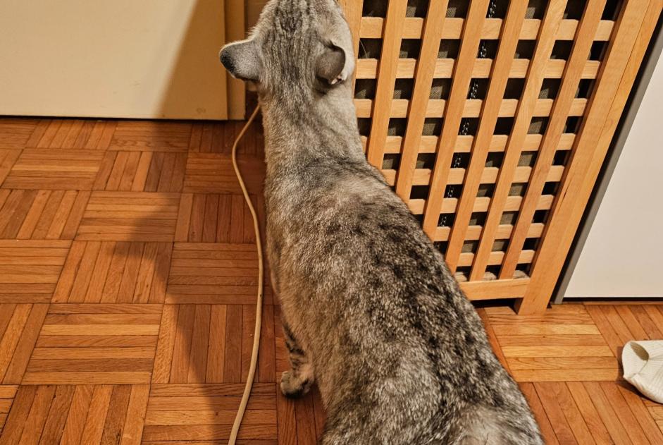 Alerte Découverte Chat Inconnu Lausanne Suisse