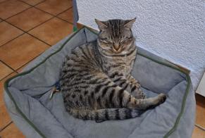 Alerte Disparition Chat  Mâle , 1 ans Neuchâtel Suisse