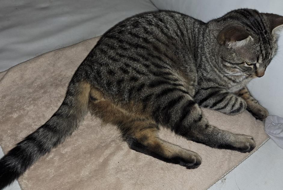 Alerte Disparition Chat  Mâle , 1 ans Neuchâtel Suisse