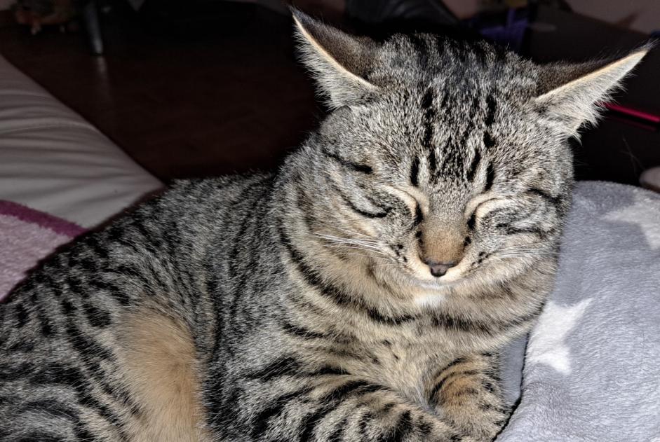 Alerte Disparition Chat  Mâle , 1 ans Neuchâtel Suisse