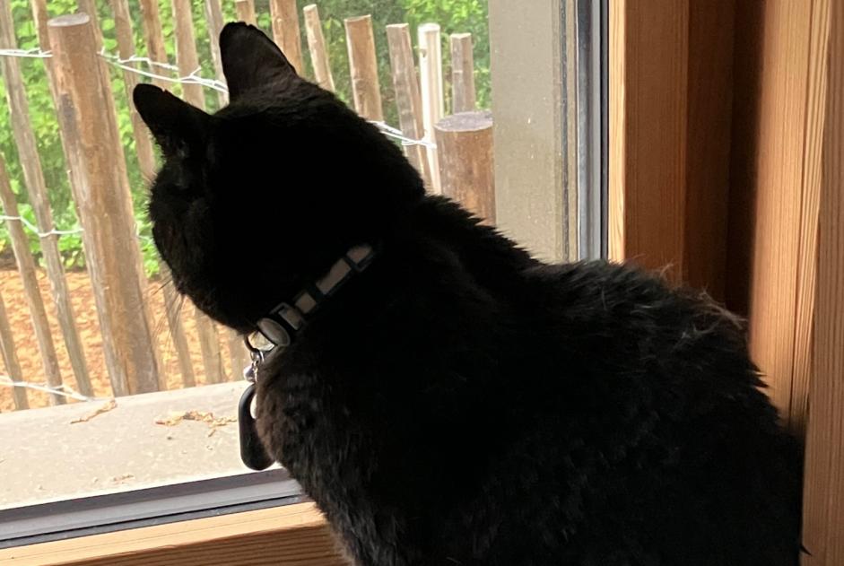 Alerte Disparition Chat  Mâle , 10 ans Lausanne Suisse