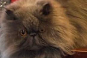 Alerte Disparition Chat  Mâle , 6 ans Cheseaux-sur-Lausanne Suisse