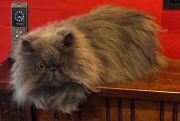 Alerte Disparition Chat  Mâle , 6 ans Cheseaux-sur-Lausanne Suisse
