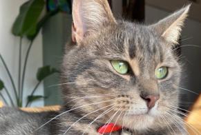 Alerte Disparition Chat  Femelle , 2 ans Grolley-Ponthaux Suisse
