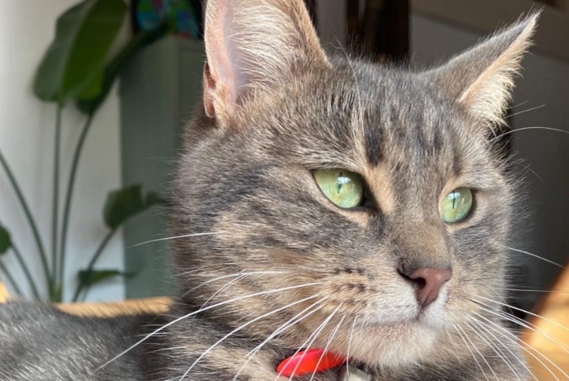 Alerte Disparition Chat  Femelle , 2 ans Grolley-Ponthaux Suisse