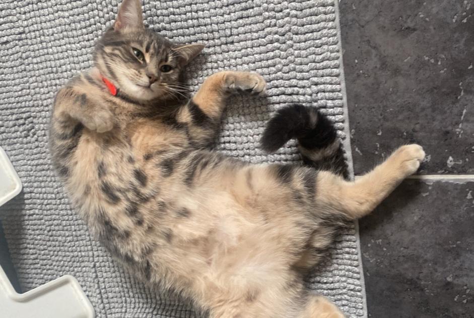 Alerte Disparition Chat  Femelle , 2 ans Grolley-Ponthaux Suisse