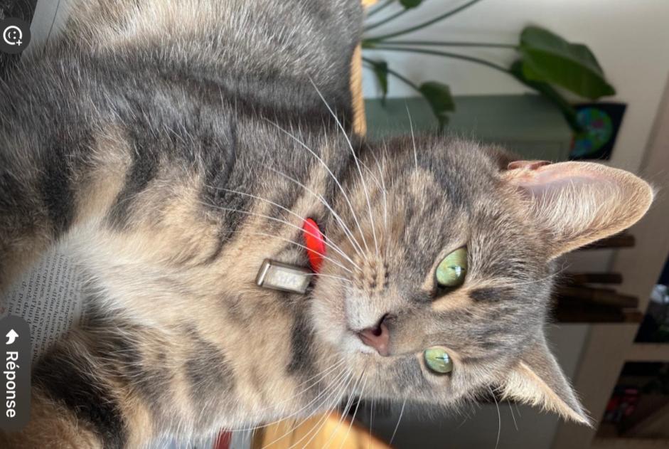 Alerte Disparition Chat  Femelle , 2 ans Grolley-Ponthaux Suisse