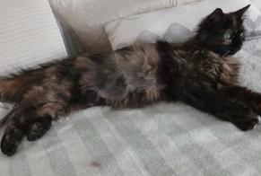 Alerte Disparition Chat croisement  Femelle , 0 ans Noble-Contrée Suisse