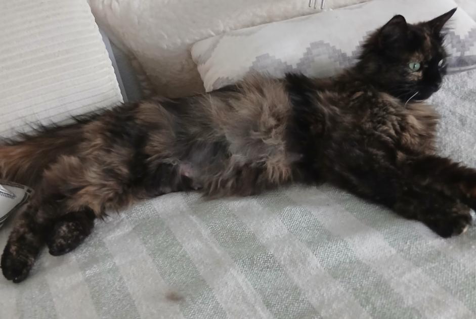 Alerte Disparition Chat croisement  Femelle , 0 ans Noble-Contrée Suisse