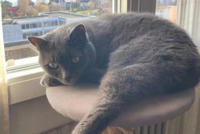 Alerte Disparition Chat  Femelle , 13 ans Neuchâtel Suisse