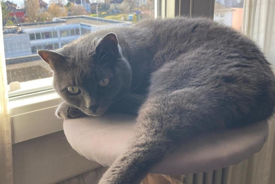 Alerte Disparition Chat  Femelle , 13 ans Neuchâtel Suisse