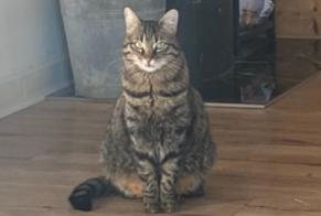 Alerte Disparition Chat Femelle , 4 ans Crissier Suisse